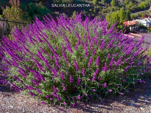 Salvia leucantha - blooming